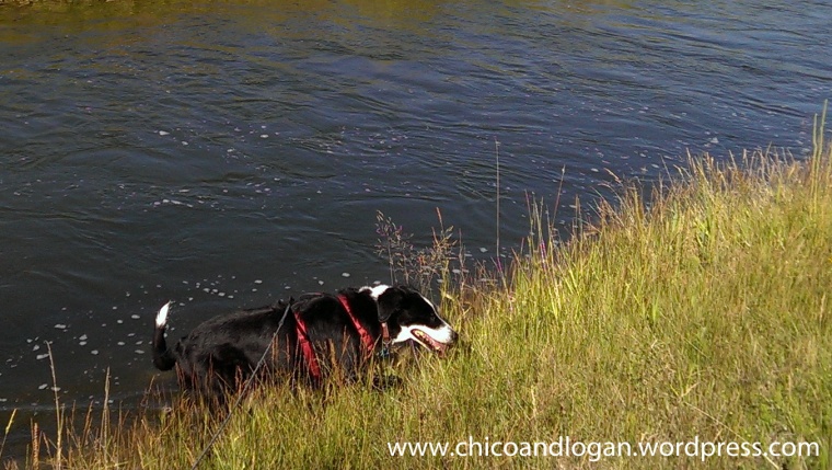 07-chico-stoiclogan-canal-1