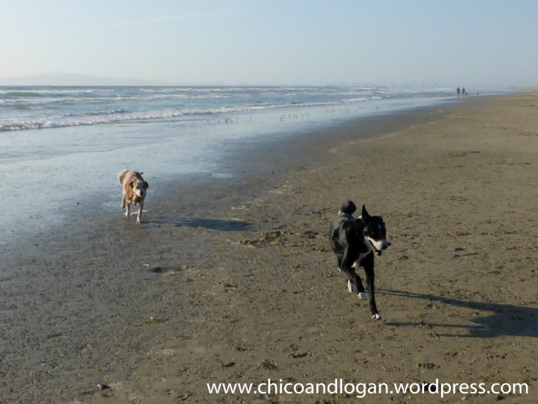 09-Chico-FFLoganRun-beach2-1