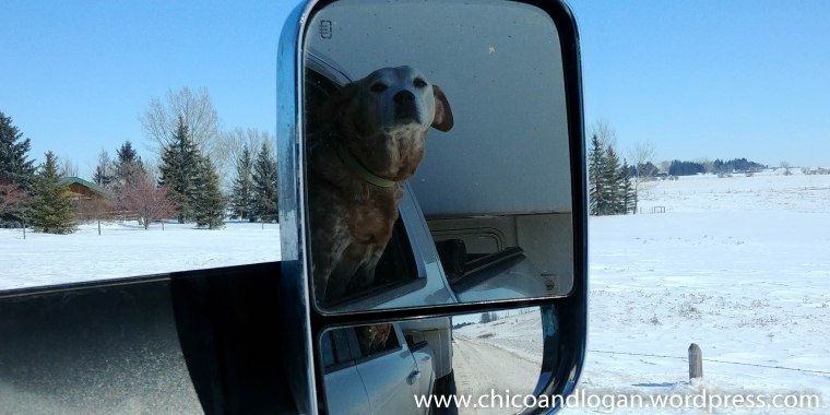 03-Chico-Home-rearview